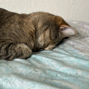 Meet your Posher, Paul